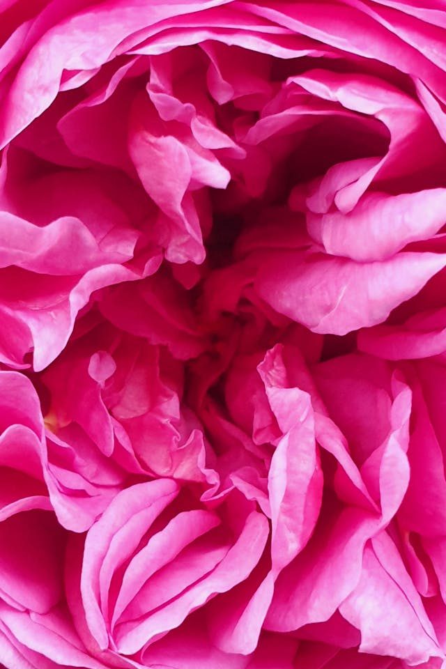 Damaszener Rose als Botanical im L³ Gin